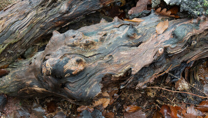 Old tree trunk lying on the ground. Texture. Background.