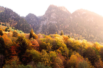 The magical colors of autumn in the forest of Svaneti