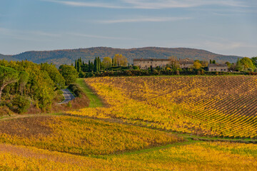 colorful autumnal vineyards of Chianti in the province of Siena