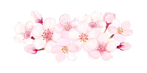 桜の花の水彩イラスト