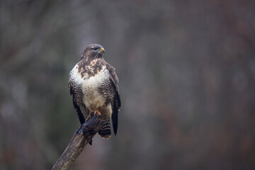 Buse variable Buteo buteo en gros plan