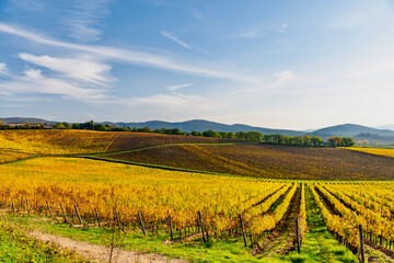 Fototapeta premium colorful autumnal vineyards of Chianti in the province of Siena