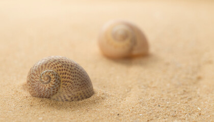 Two spotty Sea snail shelsl on the mediterranean sandy beach