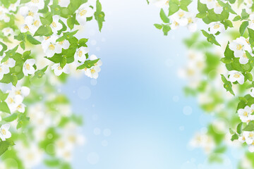 Jasmine flowers and leaves against the blue sky.