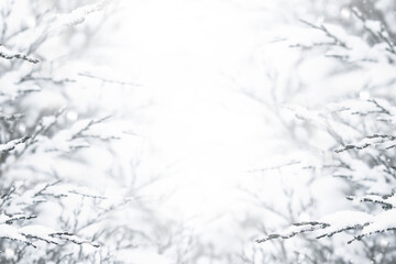 Branches of bushes in the snow in winter. Beautiful winter background with branches covered with frost.