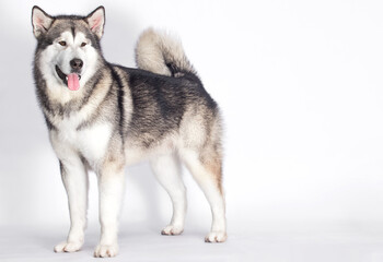 Malamute dog stands on a white background