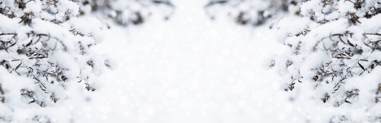 Branches of bushes in the snow in winter banner. Beautiful winter background with branches covered with frost.