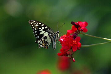 Beautiful butterfly on the flower, Nature background