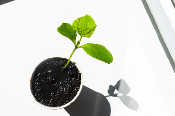 Seedlings of cucumber on the windowsill. Selective focus. Cucumber seeds. Gardening