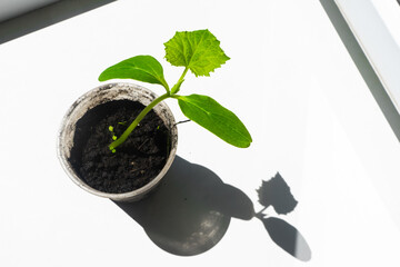Seedlings of cucumber on the windowsill. Selective focus. Cucumber seeds. Gardening