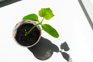 Seedlings of cucumber on the windowsill. Selective focus. Cucumber seeds. Gardening