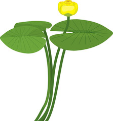 Yellow water-lily plant with green leaves and yellow flower isolated on white background