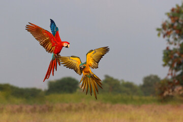 Fototapety  Colorful parrots flying in the sky.