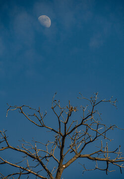 moon and tree