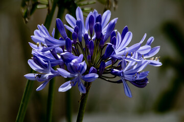 close up of blue hyacinth