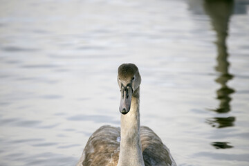 swan on the pond