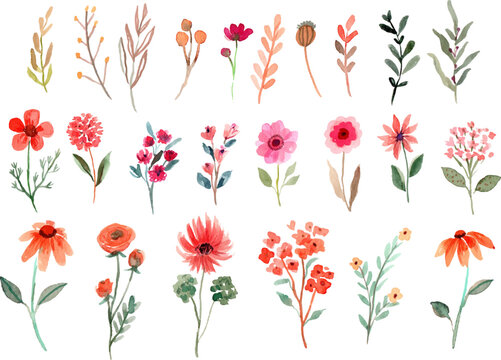 Naklejki Watercolor Wildflowers Element Vector Collection