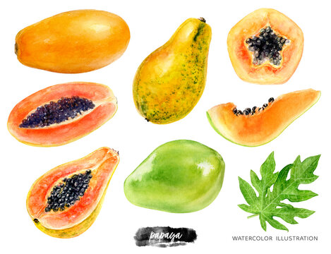 Papaya fruit set watercolor illustration isolated on white background