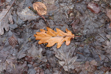 Fallen from a tree leaves in the forest in autumn