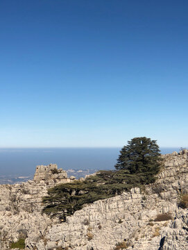 Cedars on a rocky ledge in Jaje, Lebanon, against a cloudless blue sky and sea