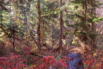 The magical colors of autumn in the mountains of Svaneti