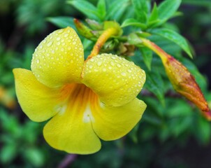 yellow orchid flower