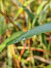 dew on grass