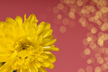 beautiful greeting card with yellow chrysanthemum and bokeh