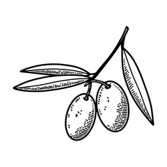 Illustration of olives in engraving style. Design element for poster, card, banner, sign. Vector illustration