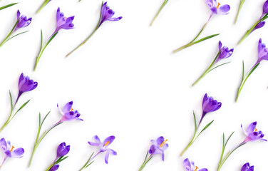 Obraz na płótnie Canvas Violet crocuses on a white background with space for text. Spring flowers. Top view, flat lay