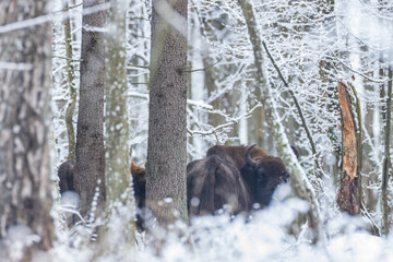 Adult European bison(Bison bonasus looking at camera