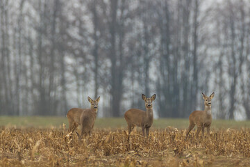 Winter landscape of roe deer herd © Aleksander Bolbot