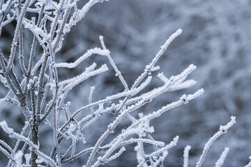 Gefrorener Ast mit Eiskristallen und einem Wald inklusive Nebel im Hintergrund. Eiseskälte im Januar.	