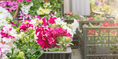 Fototapeta na wymiar colourful pot plants blossom in boxes on flower shop desk
