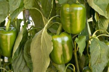 ิbeautiful bell pepper hanging on the bell pepper tree in the bell pepper farm.
