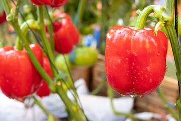 ิbeautiful bell pepper hanging on the bell pepper tree in the bell pepper farm.