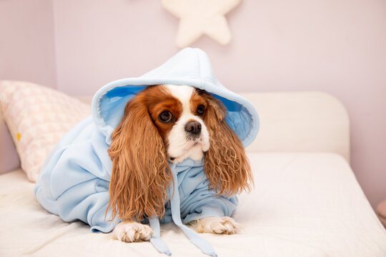 Pet dog Cavalier King Charles Spaniel in blue hoodie clothes on bed in bedroom. Cute clothing concept. Close-up photo