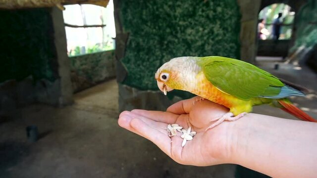 Cinnamon Green-Cheeked Conure Perched On Person's Hand While Eating Seeds In Wildlife Park Of Spain. - Close up