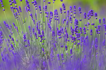 紫色に咲き誇るラベンダー畑