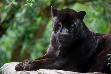 Naklejka na ściany i meble Closeup of Jaguar (Panthera Onca)