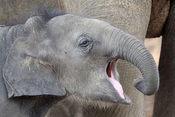 Asian Elephant (Elephas maximus) cute calf portrait © Edwin Butter