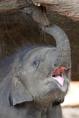 Asian Elephant (Elephas maximus) cute calf portrait