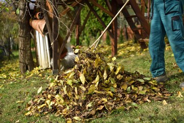A home gardener rakes autumn fallen leaves on a hump in the garden