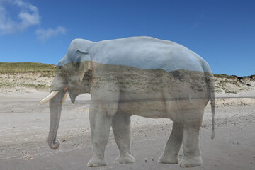 Ein transparenter Elefant am Strand als Hintergrund