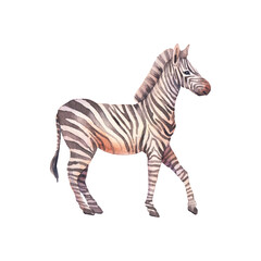 Fototapeta na wymiar Zebra illustration. Watercolor animal isolated on white background.