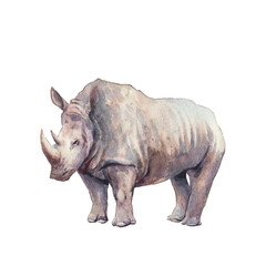 Obraz premium Rhinoceros illustration. Watercolor rhino animal isolated on white background. Safari fauna collection