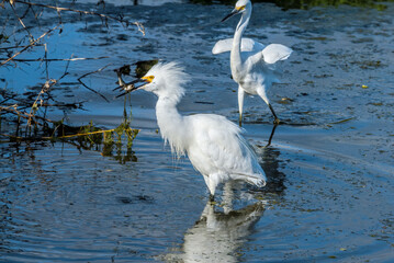 Snowy Egrets (Egretta thula) in Malibu lagoon, California, USA