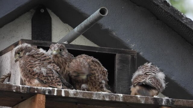 Turmfalken am Nistkasten auf Bauernhof in der Eifel
