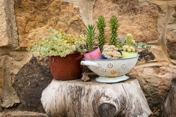 flowerpots with several cactus species on a tree trunk against a stone wall