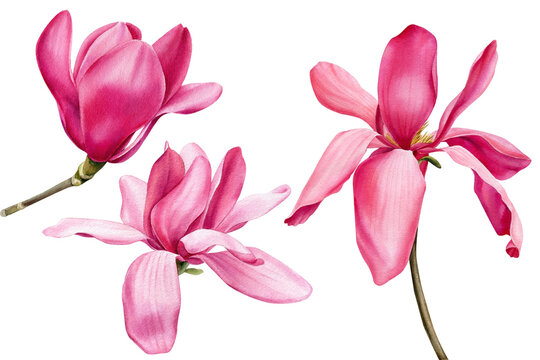 Magnolia flowers on white background, watercolor drawing, floral clipart